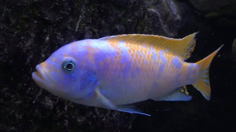 Maylandia mbenjii 'Mbenji Island'